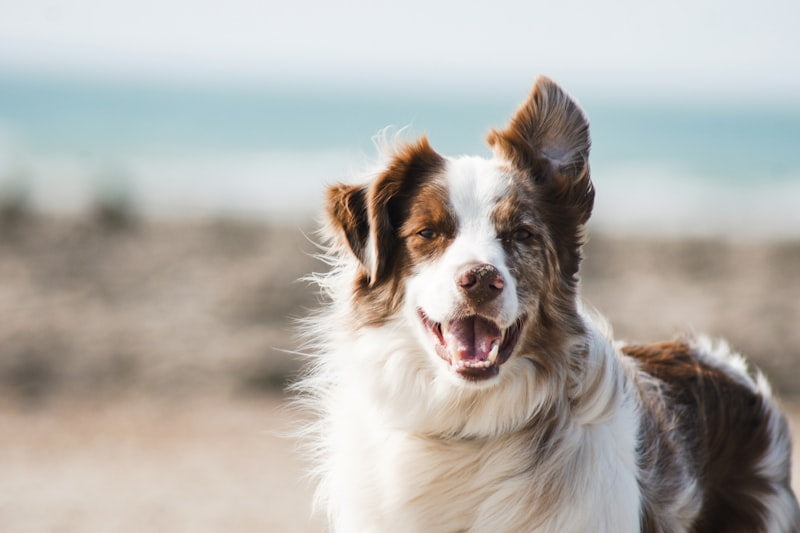 Self Cleaning Pet Brush